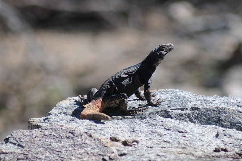 Seals_AZ_2018_Best (73).JPG